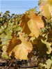 The vineyard and house