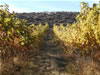 Vineyard