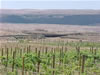 Vineyard