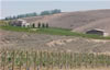 Vineyard 2