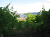 Vineyard, looking South