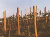 Vineyard 3