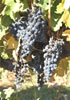 Cab Franc