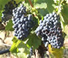 Grenache