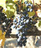 Petit Verdot