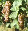 Roussanne